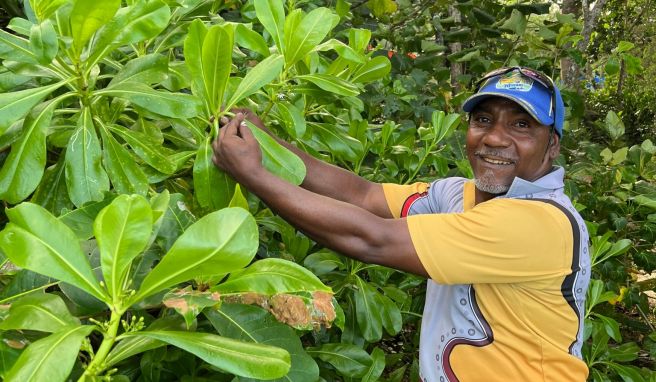 Aaron Port erklärt auf seinen Touren auch die Heilkräfte der Regenwaldpflanzen.
