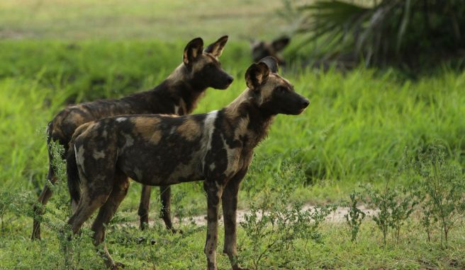 Reisanbau gefährdet Tansanias bedrohte Tiere