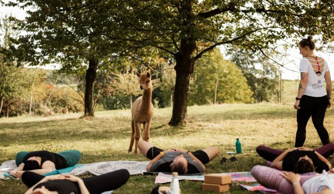 So sieht eine Session Alpaka-Yoga auf Daniel\'s kleiner Farm aus.