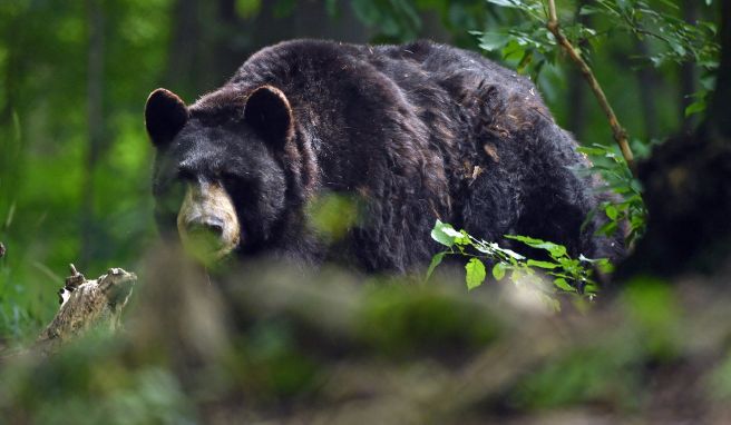 Hallo, Bär! Im Alternativen Bärenpark Worbis finden Tiere ein Zuhause, die aus schlechter Haltung gerettet wurden.