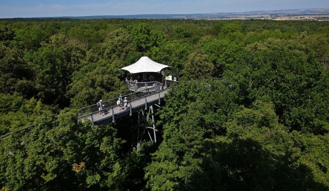 Baumkronenpfad Hainich: Reizvoller Blick auf Laubwald