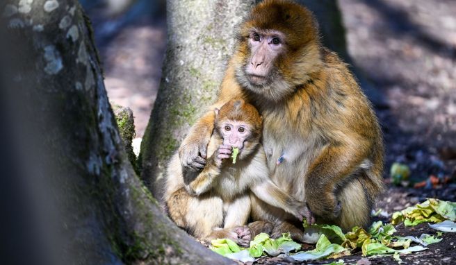 Rund 200 Berberaffen leben auf dem Affenberg Salem.
