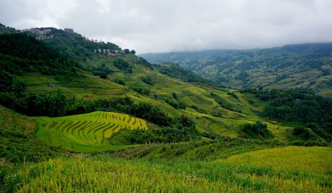 Reisanbau rund um Sa Pa: Wer gerne gemeinsam Trekking-Touren macht, könnte diese Bergregion in Vietnam als Ziel ins Auge fassen.