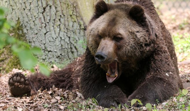 Mit ihm fing alles an: Braunbär Lothar war 2006 der erste Bewohner des Bärenwalds. Dieses Bild stammt aus 2017, zwei Jahre später musste er eingeschläfert werden.
