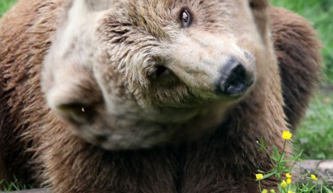 Braunbärin Ida mit einer Möhre: Gerade im Herbst fressen die Tiere viel.