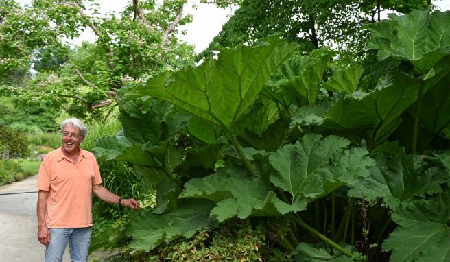 Karl-Heinz Freudenstein, Gärtnermeister der Museumslandschaft Hessen-Kassel, präsentiert den giftigen chilenischen Riesenrhabarber. Seine rauen, runzeligen Blätter werden bis zu 1,50 Meter groß.