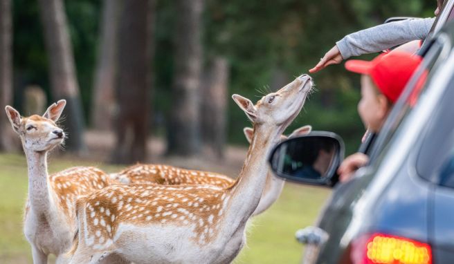 Ungefährlich: Bei den Damwildtieren im Serengeti-Park kann man auch mal die Hand aus dem Fenster halten.
