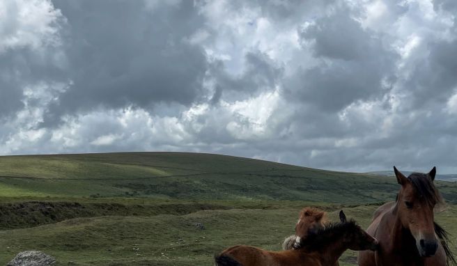 Sie leben wild in einer von Braun- und Grüntönen dominierten Landschaft: Dartmoor-Ponys.