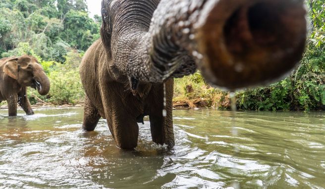 Tuchfühlung mit Elefanten: Auf der Jagd nach solchen Bildern wollen manche Touristen den Tieren möglichst nahe kommen.