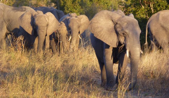 Allgegenwärtige graue Riesen: Der Hwange-Nationalpark ist berühmt für seine Elefantenherden.