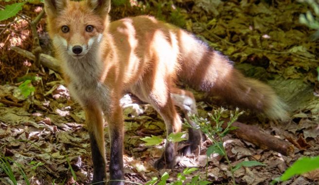 Ganz schön neugierig: Besondere Scheu vor dem Fotografen scheint dieser Fuchs in freier Wildbahn im Haliburton Forest nicht zu haben.