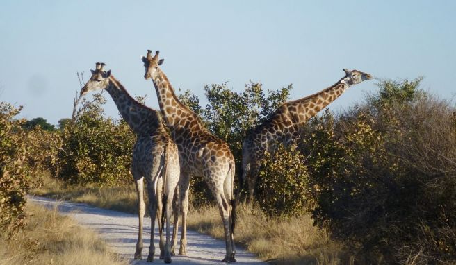 Für die Giraffen scheint der Anblick des Jeeps nichts Neues - und schon gar kein Grund, sich vom Fressen abhalten zu lassen.