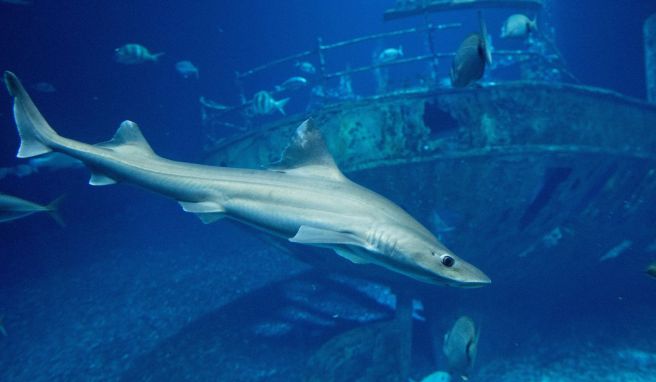 Im größten Bereich des Ozeaneums, dem «offenen Atlantik», kann man auch Glatthaie bewundern.