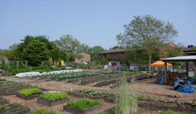 Auf Governors Island gibt es auch einen Lehrgarten («Teaching Garden»).