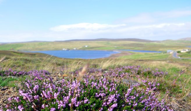 Die Heideblüte im August lässt Shetland an vielen Stellen lieblich wirken.