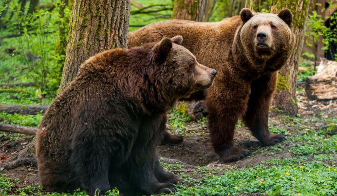 Im Bärenwald leben die Tiere in hektargroßen Gehegen und haben Rückzugsorte, wenn sie ihre Ruhe haben wollen.