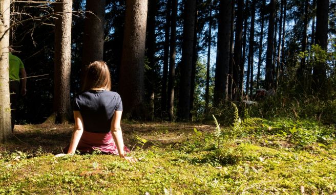 Mit Waldbaden die Kraft der Bäume spüren