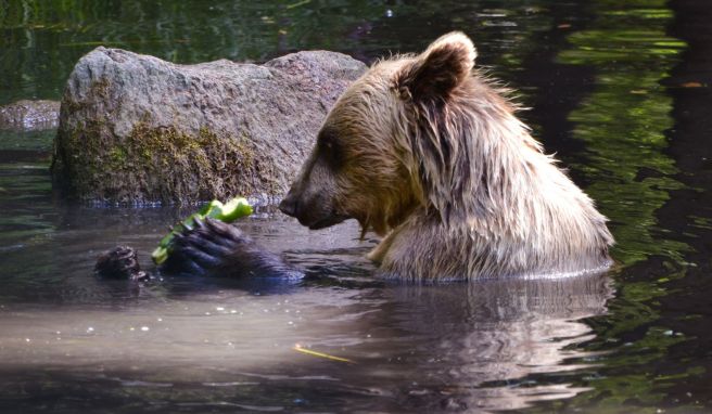 Eine Zucchini knabbern und im Wasser abhängen: Bärin Ida nimmt ein Bad.