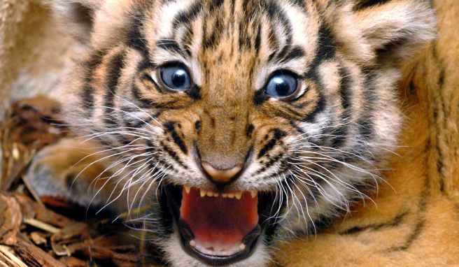 Erstmals seit 30 Jahren wieder Tiger in Thailand gesichtet