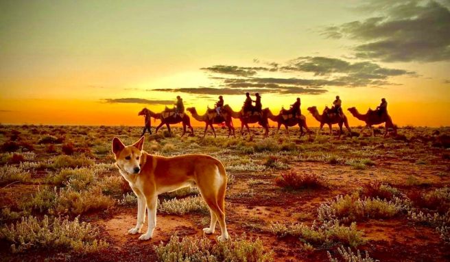 Warum Kamele in Australien zur Plage werden