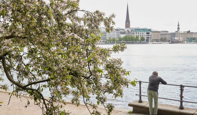 Japanisches Kirschblütenfest in Hamburg startet