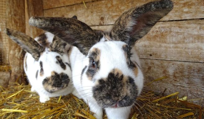 Kräftige Kaninchen: Rheinische Schecken können schon mal viereinhalb Kilo auf die Waage bringen.