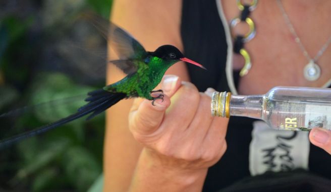 Wasser für die Kolibris: Nur ein paar Gramm schwer sind die Winzlinge, die auf den Fingern der Gäste landen.