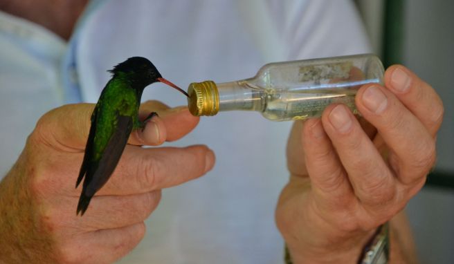 Fütterung aus dem Fläschchen: Zutraulich sind nur die Männchen, weibliche Kolibris kommen Reisenden nicht so nahe.