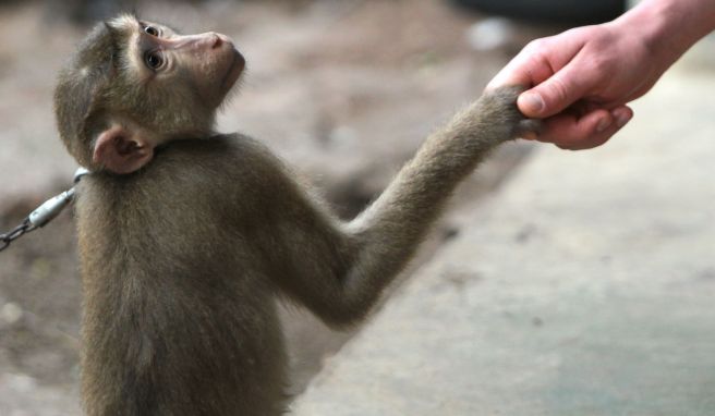 Hallo, Mensch! Ein Handschlag mit einem Äffchen sieht toll aus auf dem Foto - doch natürliches Tierverhalten sieht anders aus.