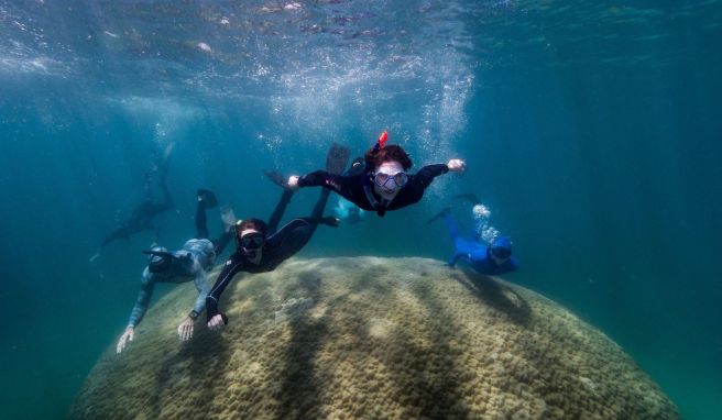 Gewaltige Koralle im Great Barrier Reef entdeckt