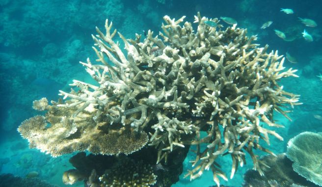 Naturwunder Great Barrier Reef von Korallenbleiche bedroht