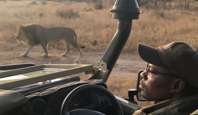 Eine Löwe schleicht am Jeep vorbei - Ranger Shepherd bleibt entspannt.