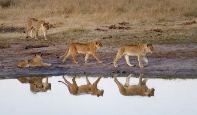 Löwinnen an einem Wasserloch: 60 dieser Stellen im Nationalpark wurden künstlich angelegt.