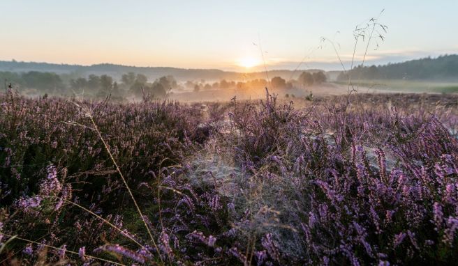Die Lüneburger Heide blüht - Saison zieht Besucher an