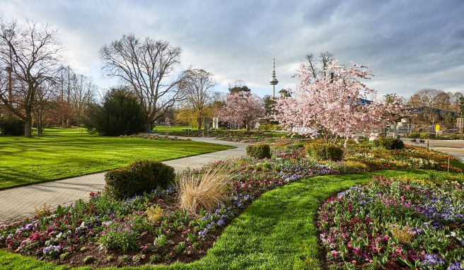 Die Buga als Booster für Mannheim