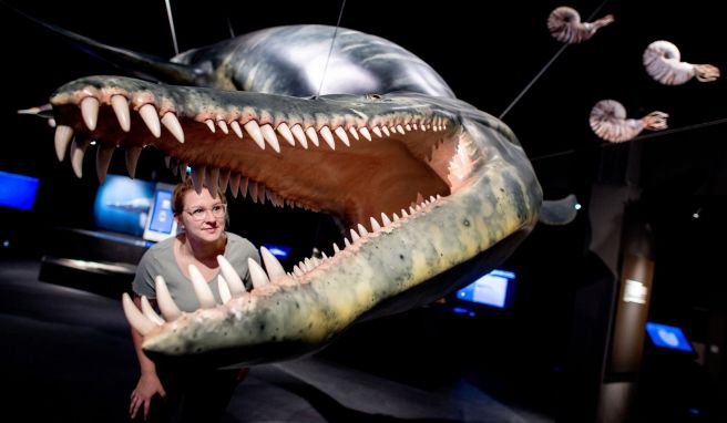 Gestatten, ein Liopleurodon: Dieses und andere Saurier-Modelle sind in einer neuen Ausstellung im Aquarium Wilhelmshaven zu sehen.