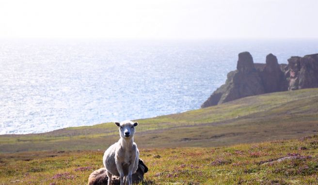 Mehr als sechs Mal so viele Schafe wie Einwohner zählt das Archipel.