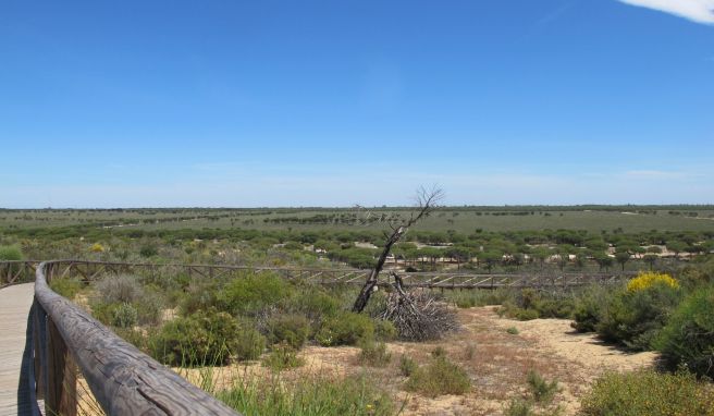 Weltkulturerbe Doñana: Europas größtes Feuchtgebiet verdorrt