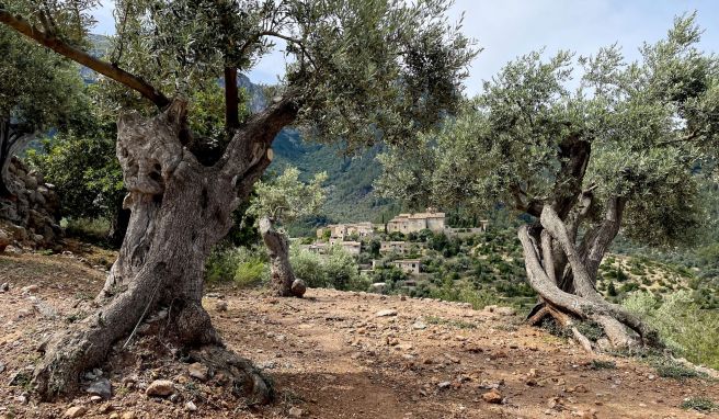 Wer nach Mallorca ins Hinterland reist, hat im Olivenhain des Hotels La Residencia diesen idyllischen Blick aufs Dorf Deià.