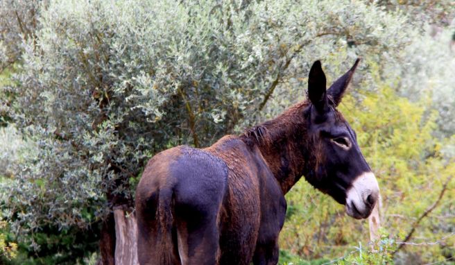 Eher Esel als Touristen trifft man in den Olivenhainen auf der Halbinsel Muleta.