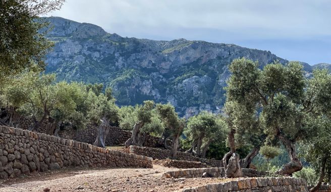 Die Wanderweg im Olivenhain des Hotels La Residencia in Deià prägt das Hinterland mit seiner Bergidylle auf Mallorca.