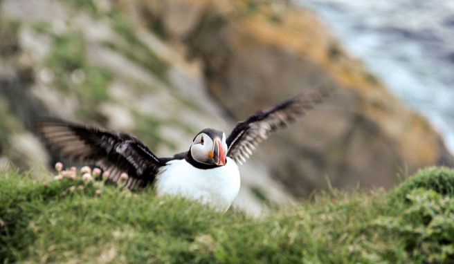 Papageitaucher bevölkern jährlich von April bis August zu Tausenden die Shetlands. Insbesondere auf den Inseln Unst und Noss oder in Sumburgh Head (Bild) nehmen die Seevögel die steilen Felsen ein.