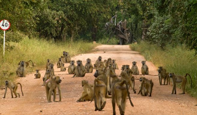 Kein Vorbeikommen: Wenn eine Pavianherde auf der Straße sitzt, ist etwas Geduld gefragt.