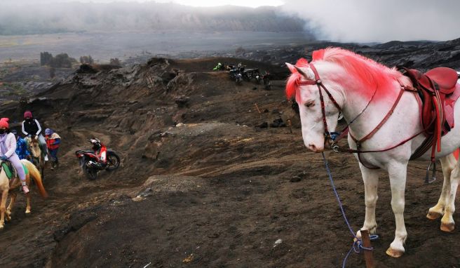 Beim Mount Bromo auf Java: Für jene, denen der Aufstieg auf den Vulkan zu anstrengend ist, stehen Pferde bereit.