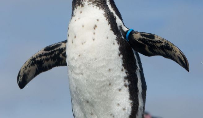 Drollige Gesellen: Auf der Terasse des Ozeaneums ist eine Pinguinanlage.