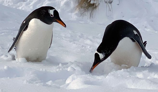 Luftbrücke zu den Pinguinen: Unterwegs auf den Falklandinseln