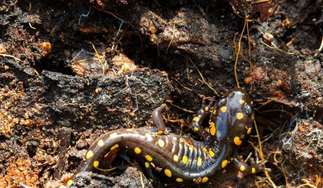 Entdeckung beim Wandern: kleiner Salamander am Wegesrand.