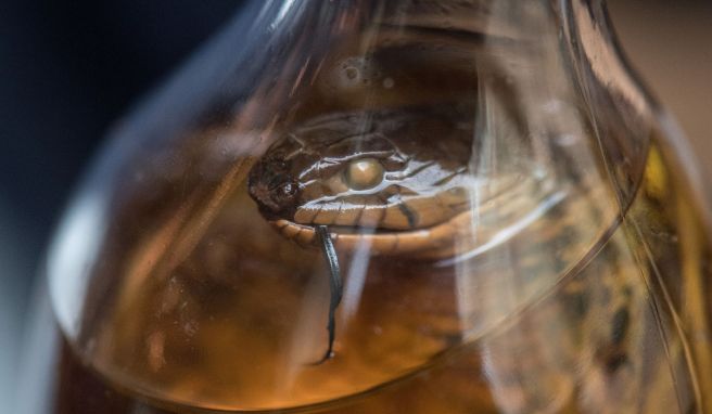 Schlangenwein aus Vietnam: Die Einfuhr des in Asien weit verbreiteten Alkoholgetränks ist in Deutschlands verboten.