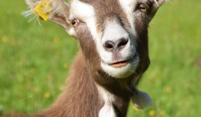 Etwas mehr als 200 Tiere leben im Arche-Dorf, viele von ihnen sind gefährdete Nutztiere - wie die Thüringer Waldziege. Sie gilt als einzige eigenständig gezüchtete Ziegenrasse Deutschlands.