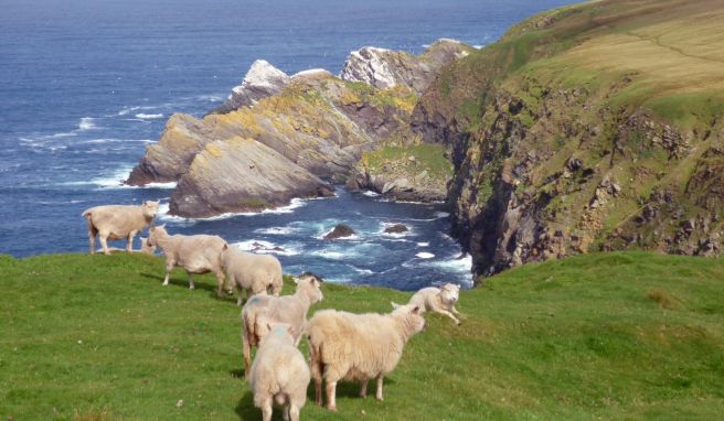 Trotz Wind und rauem Klima fühlen sich die kleinen, zähen Shetland-Schafe wohl.